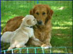 Jade (moeder Hommel) met pup